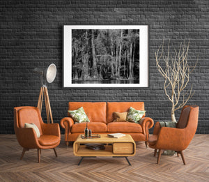 Black and white wetland forest with textured trunks and long strands of Spanish moss.