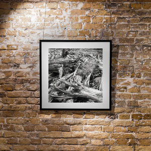 Thousands of tree trunks and branches | Photo Art Print fine art photographic print