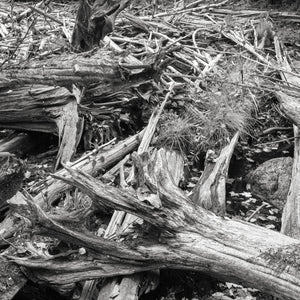 Thousands of tree trunks and branches | Photo Art Print fine art photographic print