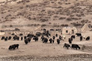 Ranch di yak ai piedi di una montagna tibetana | Foto Stampa d’arte Fine Art stampa fotografica