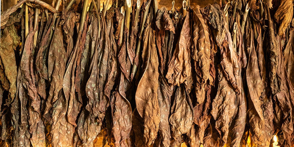 Tobacco leaves drying panorama | Photo Art Print fine art photographic print