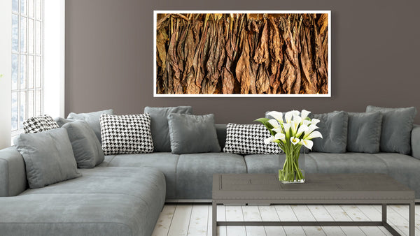 Tobacco leaves drying panorama | Photo Art Print fine art photographic print