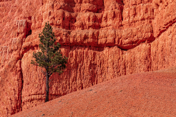 Tree against red rock | Photo Art Print fine art photographic print
