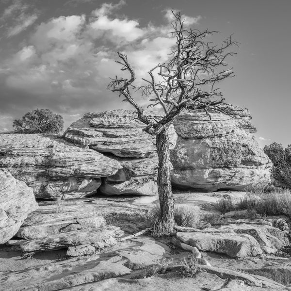 Tree against the rocks Monument Valley | Photo Art Print fine art photographic print