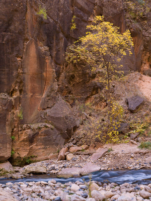 Tree by the rock bed creek | Photo Art Print fine art photographic print