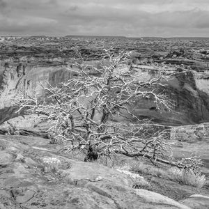Tree in rocks covered in snow | Photo Art Print fine art photographic print
