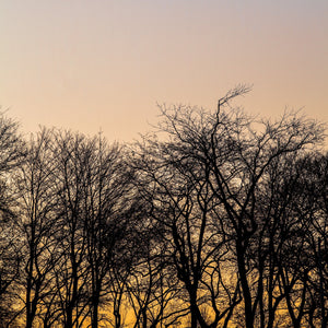 Tree silhouette on a sunset sky | Photo Art Print fine art photographic print