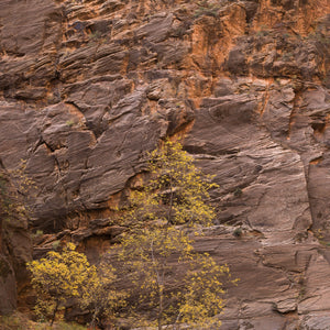 Tree with yellow leaves against Canyon wall Zion | Photo Art Print fine art photographic print