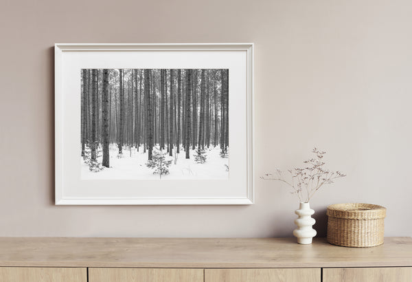 Trees and snow in the Haliburton County forest | Photo Art Print fine art photographic print