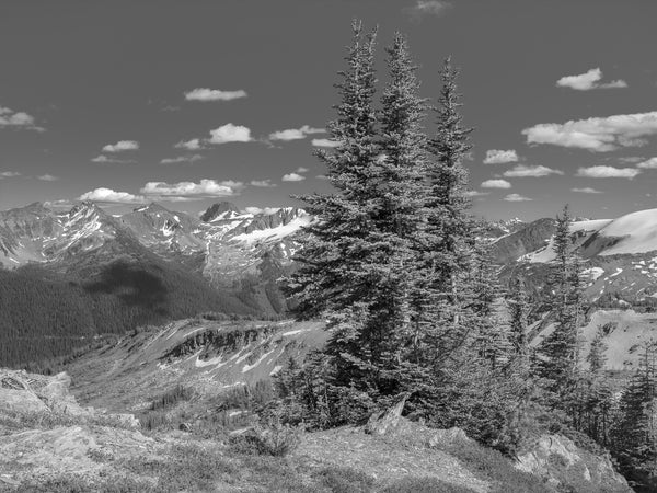 Trees in the Rocky Mountains | Photo Art Print fine art photographic print