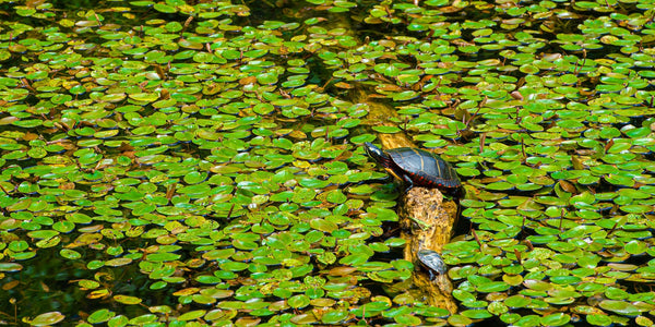 Turtles sitting on a log surrounded by lily pads | Photo Art Print fine art photographic print