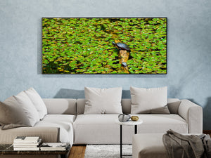 Turtles sitting on a log surrounded by lily pads | Photo Art Print fine art photographic print