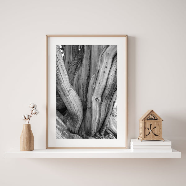 Twisted Bristlecone Pine Ancient tree | Photo Art Print fine art photographic print