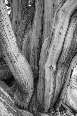 ツイストブリスルコーンパインの古代の木 | 写真写真 アートプリント ファインアート 写真プリント