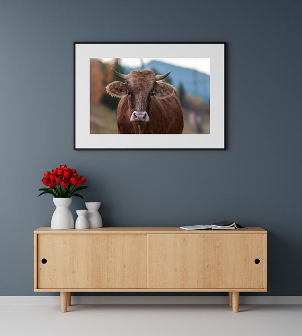 Unmarked Bull Cow in the hills of Romania | Photo Art Print fine art photographic print