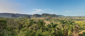 Green palm trees overlook farmland and steep hills beneath a blue Cuban sky