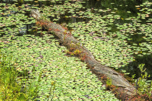 Lily pads covering still water around a weathered floating log.