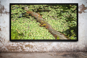 Colour nature photograph of a pond with dense water lilies and a fallen tree.
