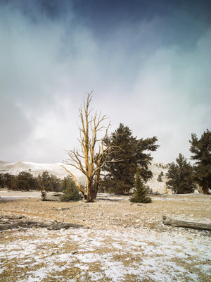 A bare bristlecone pine beneath blue sky and white clouds, surrounded by darker pines in California’s White Mountains.