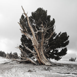 Ancient bristlecone pine with pale twisted wood and dark green branches