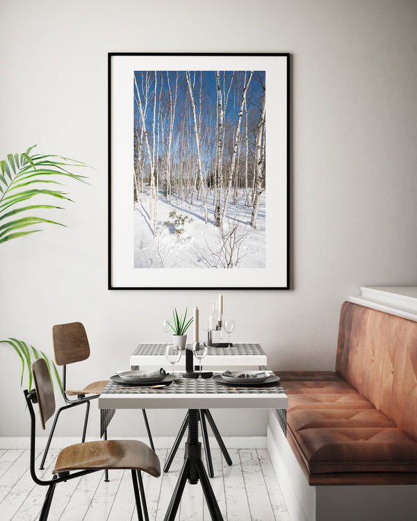 White birch trees in Haliburton dense forest | Photo Art Print fine art photographic print