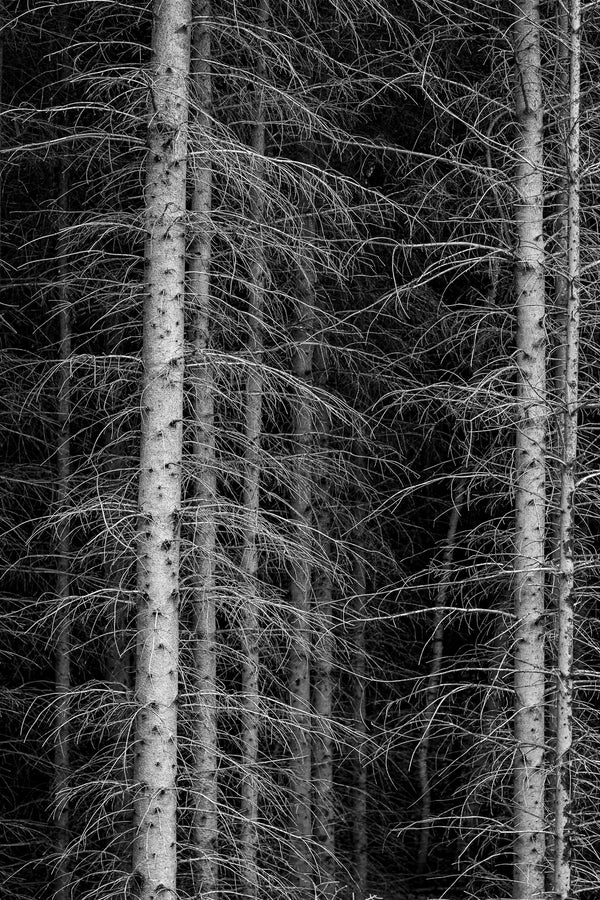 White birtch trees in Haliburton dense forest | Photo Art Print fine art photographic print