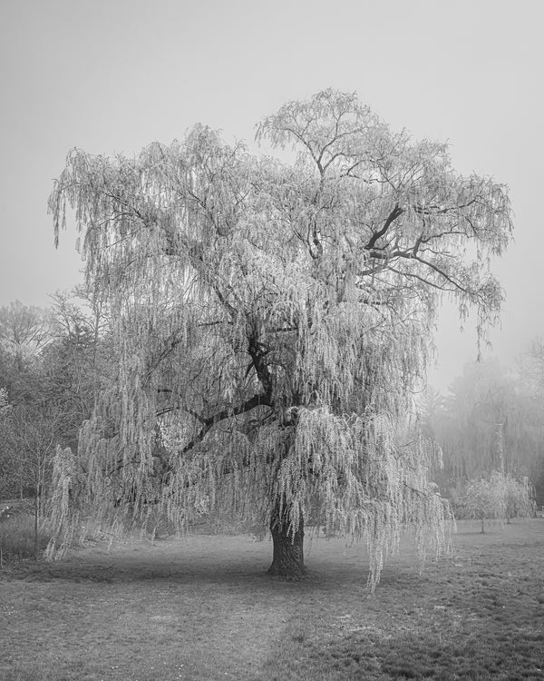 Willow tree in the park on a foggy day | Photo Art Print fine art photographic print