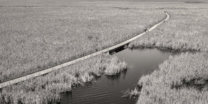 Marisma del Parque Nacional Point Pelee en Canadá | Impresión de arte fotográfico impresión fotográfica de bellas artes