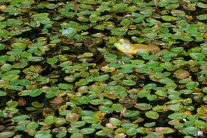 Ouaouaron jaune dans un grand champ de nénuphars | Impression d'art photo impression photographique d'art