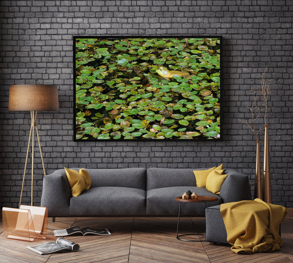 Yellow bullfrog in a large patch of lily pads | Photo Art Print fine art photographic print