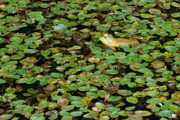 Yellow bullfrog in a large patch of lily pads | Photo Art Print fine art photographic print