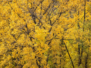 Yellow fall foilage tree closeup | Photo Art Print fine art photographic print