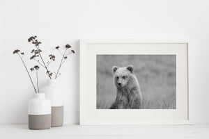 Jeune ours brun en Alaska | Impression d'art photo impression photographique d'art