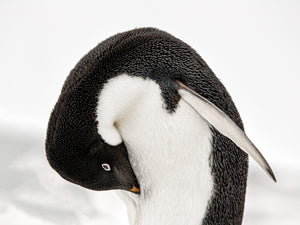antarctica gentoo penguin portrait