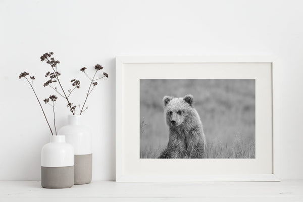Young brown bear in Alaska | Photo Art Print fine art photographic print