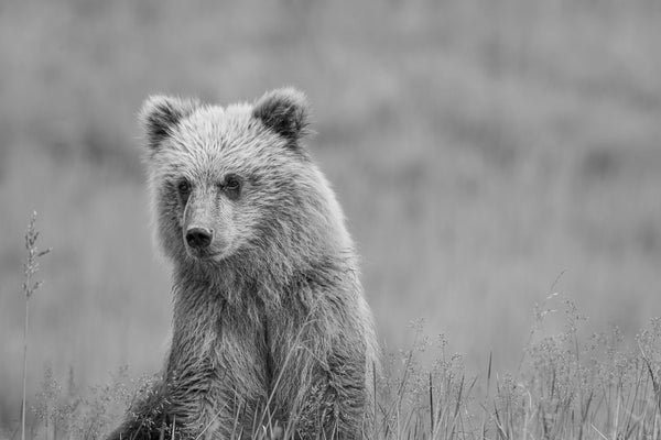 Young brown bear in Alaska | Photo Art Print fine art photographic print