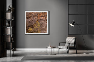 Boom met gele bladeren tegen Canyon muur Zion | Foto Kunstprint Fine Art fotografische afdruk