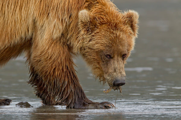 Brown Bear Eating Clams | Photo Art Print fine art photographic print