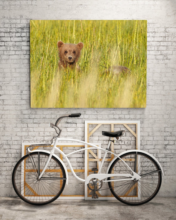 Brown Bear Cubs Serene Moment British Columbia | Photo Art Print fine art photographic print