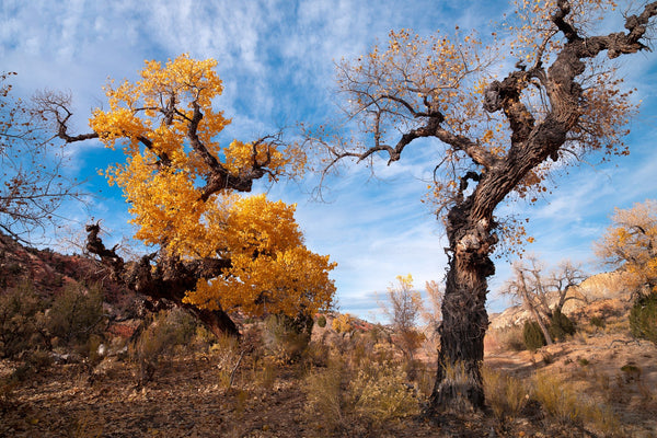 Golden Cottonwood Trees Radiate Abstract Beauty in Desert | Photo Art Print fine art photographic print