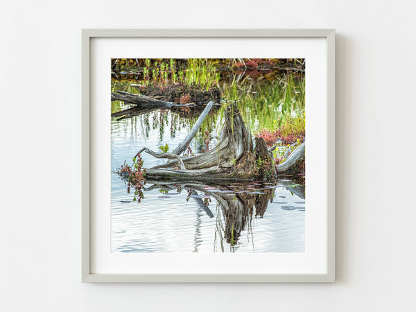 Algonquin Parks Swamp Tree Stump Emanates Enigmatic Charm | Photo Art Print fine art photographic print