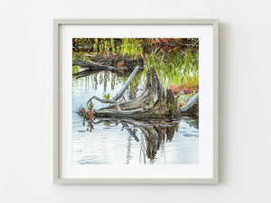 Algonquin Parks Swamp Tree Stump Emanates Enigmatic Charm | Photo Art Print fine art photographic print