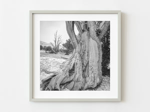 Ancient California Tree Timeless Beauty | Photo Art Print fine art photographic print