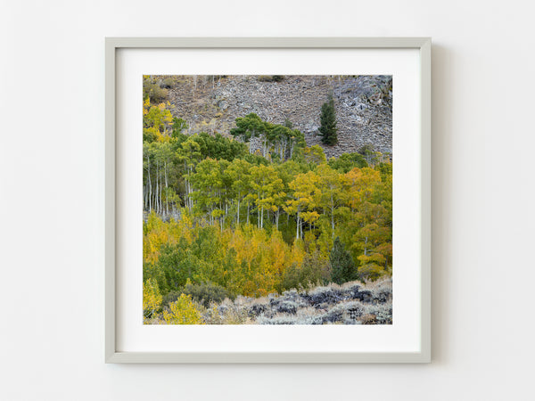 Aspen trees Eastern Sierra | Photo Art Print fine art photographic print