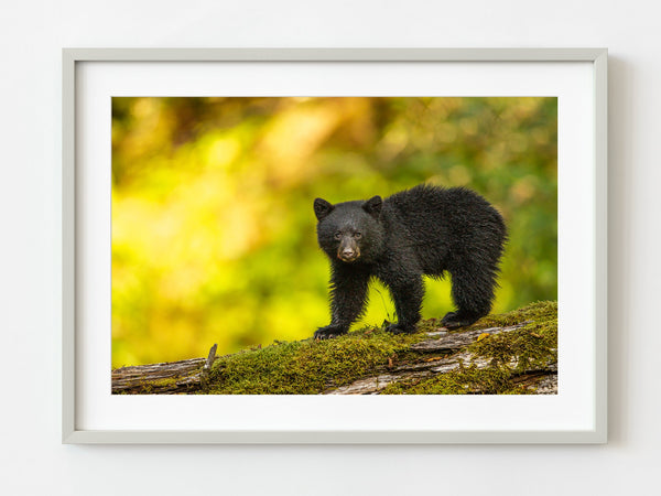 Baby Black Bear in British Columbia | Photo Art Print fine art photographic print