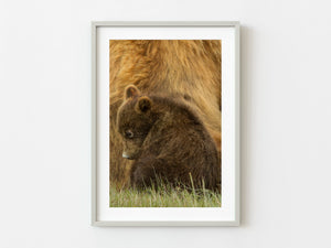 Baby brown bear with mother | Photo Art Print fine art photographic print