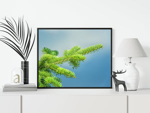 Balsam tree branch | Photo Art Print fine art photographic print