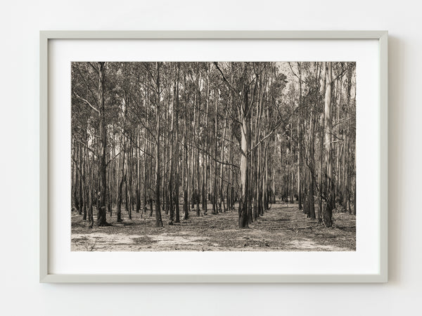 Bare Australian Forest in the spring | Photo Art Print fine art photographic print