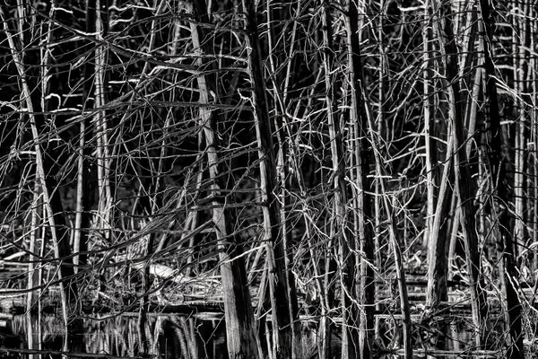 Bare dead trees detail in a swamp in Haliburton | Photo Art Print fine art photographic print
