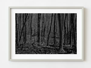 Barren forest in Haliburton Canada | Photo Art Print fine art photographic print